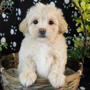 Cuddles, Lhasa-Poo Puppy