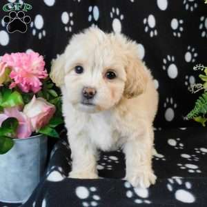 Cuddles, Lhasa-Poo Puppy