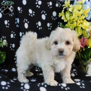 Cuddles, Lhasa-Poo Puppy