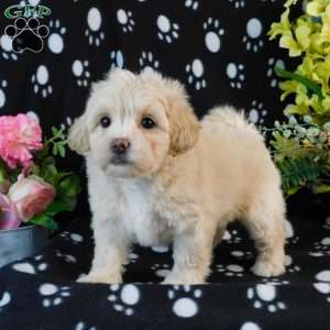 Cuddles, Lhasa-Poo Puppy