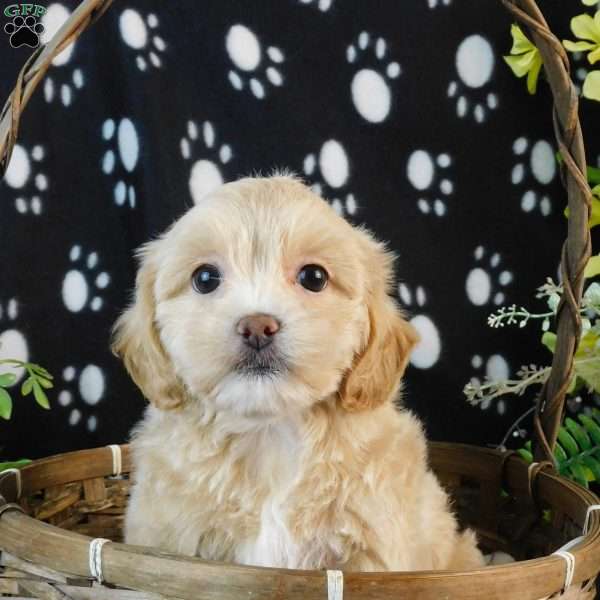 Cool, Lhasa-Poo Puppy