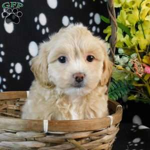 Cool, Lhasa-Poo Puppy