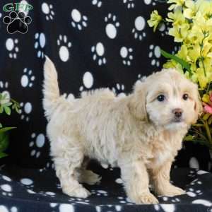 Cool, Lhasa-Poo Puppy