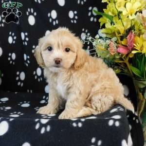 Cool, Lhasa-Poo Puppy