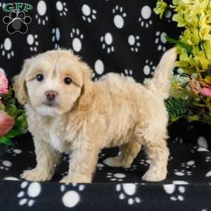 Cool, Lhasa-Poo Puppy