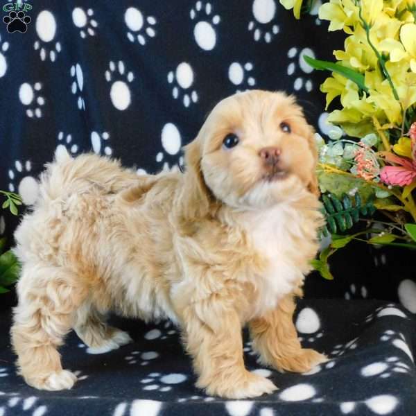 Candy, Lhasa-Poo Puppy