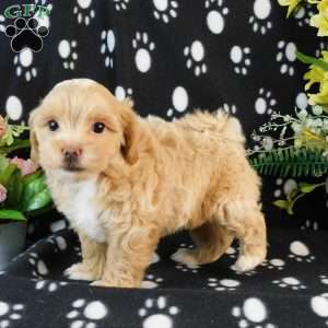 Candy, Lhasa-Poo Puppy