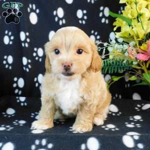 Candy, Lhasa-Poo Puppy