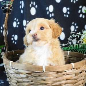 Candy, Lhasa-Poo Puppy
