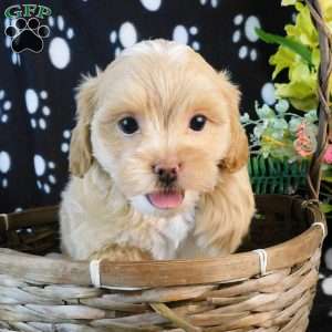 Candy, Lhasa-Poo Puppy
