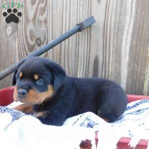 Wiggles, Rottweiler Puppy