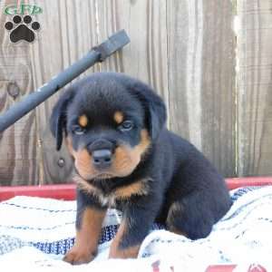 Wiggles, Rottweiler Puppy