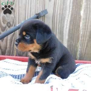 Wiggles, Rottweiler Puppy