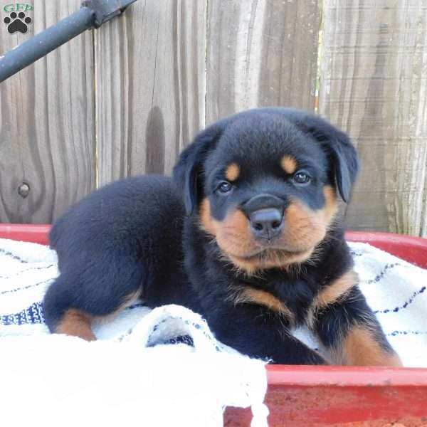 Wiggles, Rottweiler Puppy