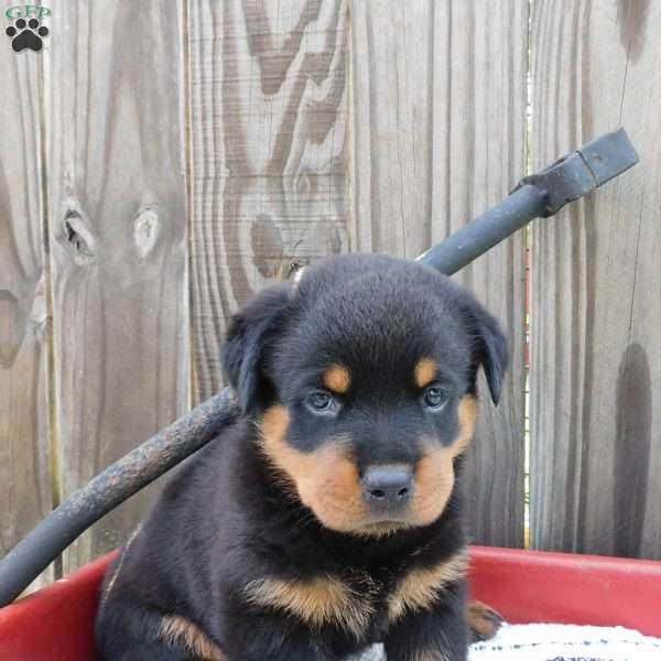 Willow, Rottweiler Puppy