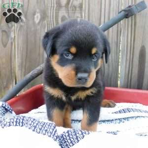 Willow, Rottweiler Puppy