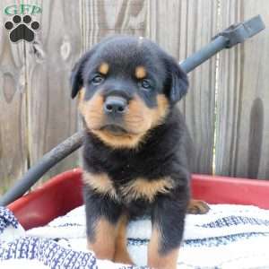 Willow, Rottweiler Puppy