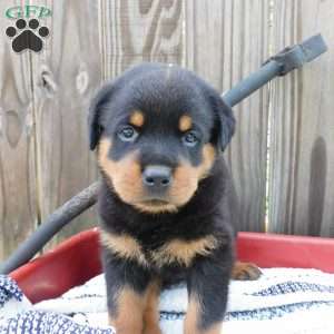 Willow, Rottweiler Puppy