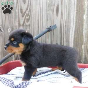 Willow, Rottweiler Puppy