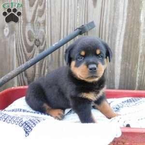 Willow, Rottweiler Puppy