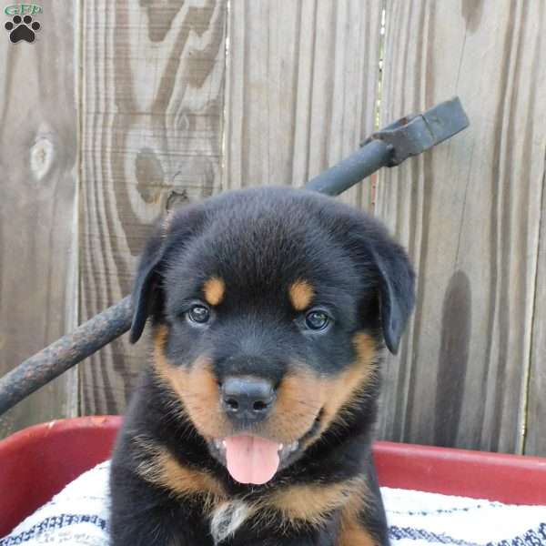 Wilbur, Rottweiler Puppy