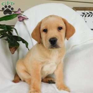 Hank, Yellow Labrador Retriever Puppy