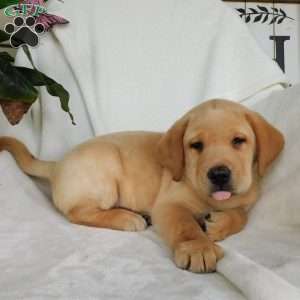 Hank, Yellow Labrador Retriever Puppy