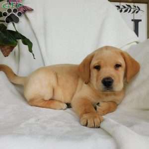 Hank, Yellow Labrador Retriever Puppy