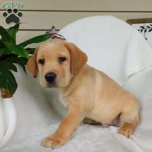 Hank, Yellow Labrador Retriever Puppy