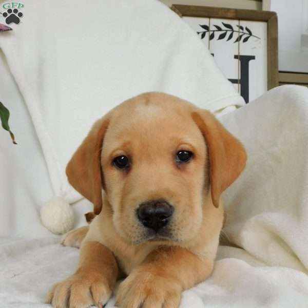 Hank, Yellow Labrador Retriever Puppy