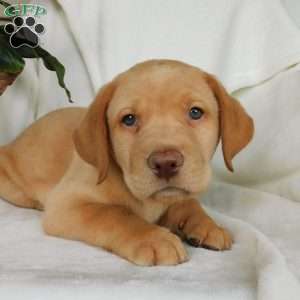 Colby, Yellow Labrador Retriever Puppy