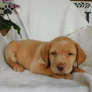 Colby, Yellow Labrador Retriever Puppy
