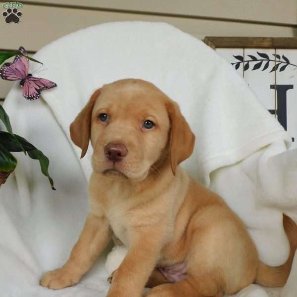 Colby, Yellow Labrador Retriever Puppy