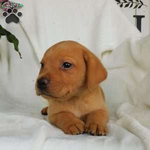Rascal, Fox Red Labrador Retriever Puppy
