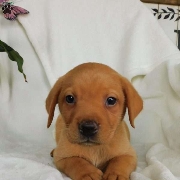Rascal, Fox Red Labrador Retriever Puppy