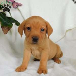 Rascal, Fox Red Labrador Retriever Puppy