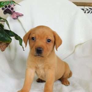 Rascal, Fox Red Labrador Retriever Puppy