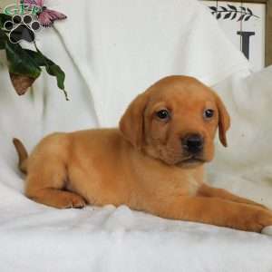 Rascal, Fox Red Labrador Retriever Puppy
