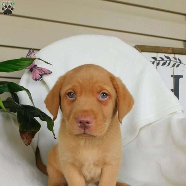 Rusty, Fox Red Labrador Retriever Puppy