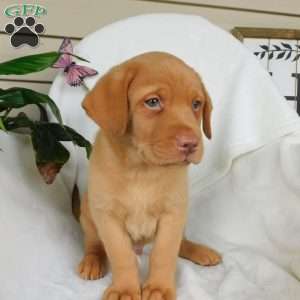 Rusty, Fox Red Labrador Retriever Puppy
