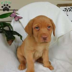 Rusty, Fox Red Labrador Retriever Puppy