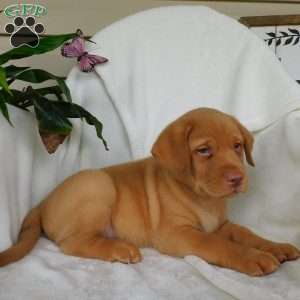 Rusty, Fox Red Labrador Retriever Puppy