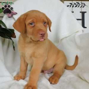Rusty, Fox Red Labrador Retriever Puppy
