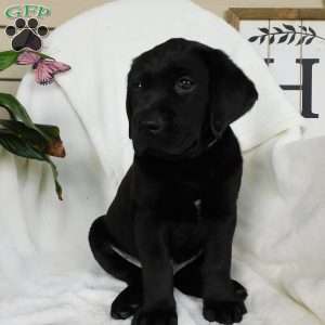 Jaxon, Black Labrador Retriever Puppy