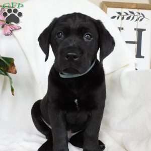 Jaxon, Black Labrador Retriever Puppy