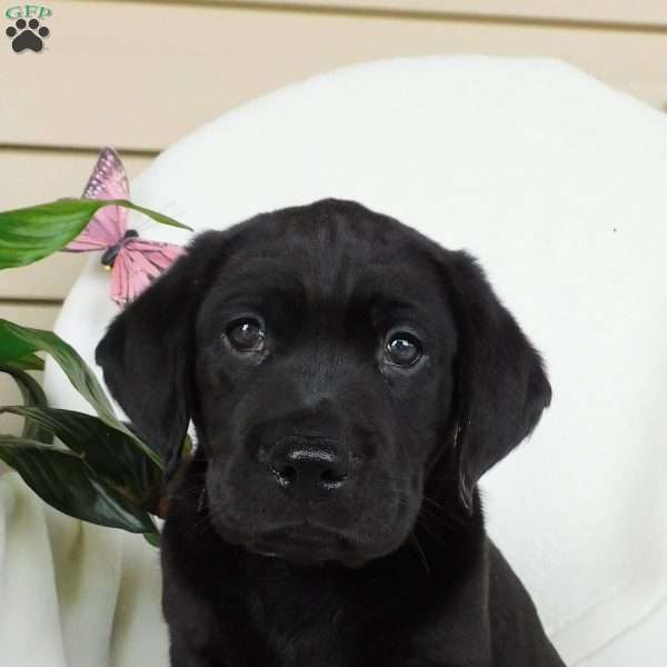 Jaxon, Black Labrador Retriever Puppy