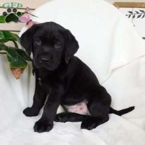 Jaxon, Black Labrador Retriever Puppy