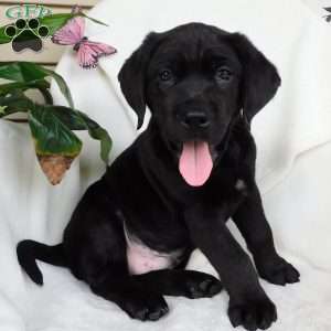 Jaxon, Black Labrador Retriever Puppy