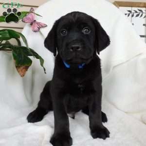 Jody, Black Labrador Retriever Puppy