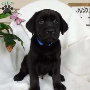 Jody, Black Labrador Retriever Puppy